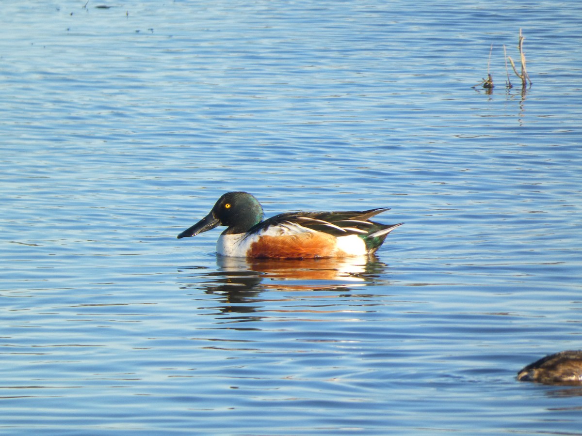 skjeand - ML647765139