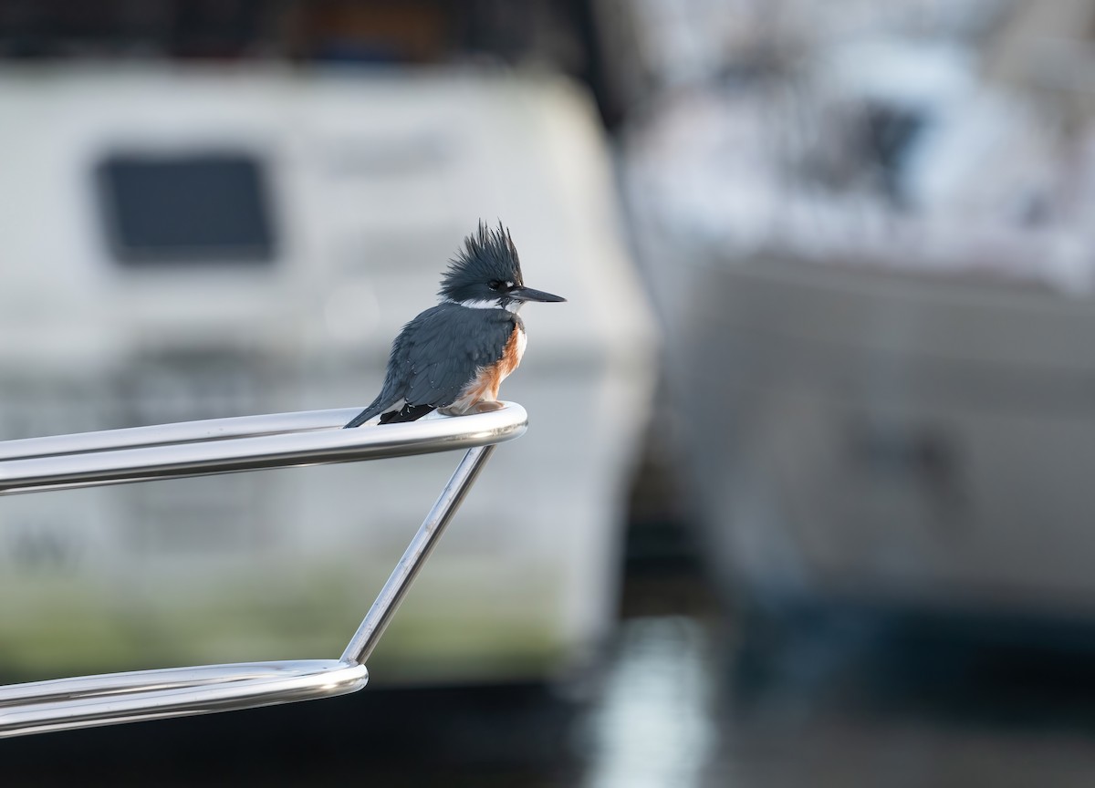 Belted Kingfisher - ML647765140