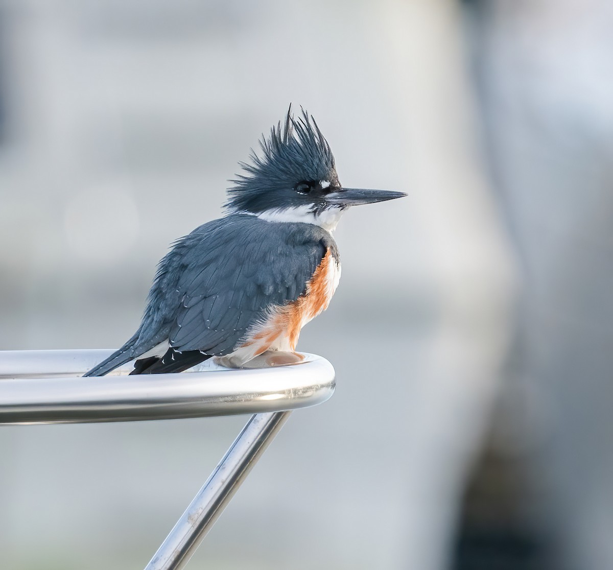 Belted Kingfisher - ML647765141