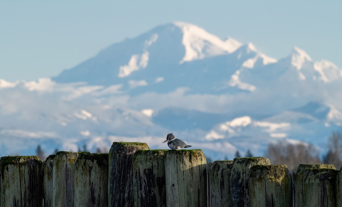 Belted Kingfisher - ML647765157