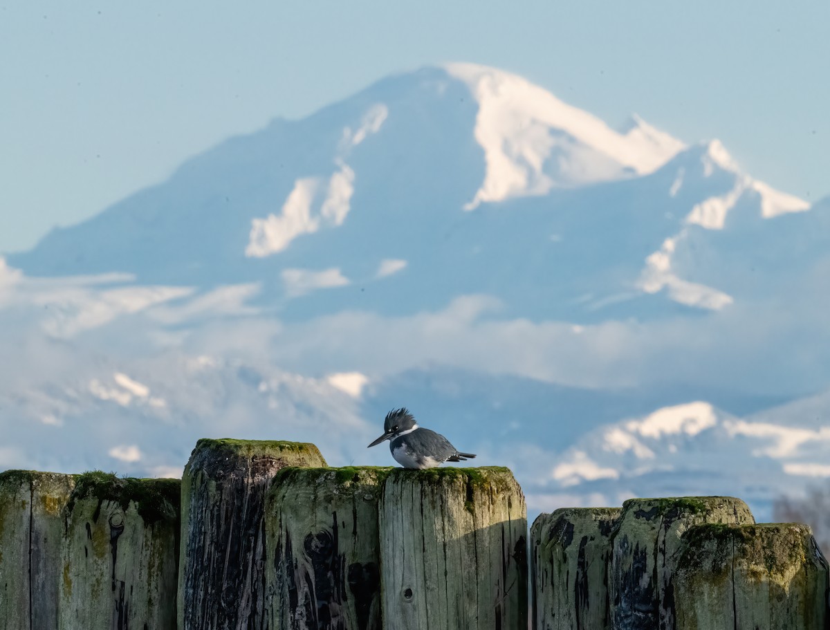 Belted Kingfisher - ML647765158