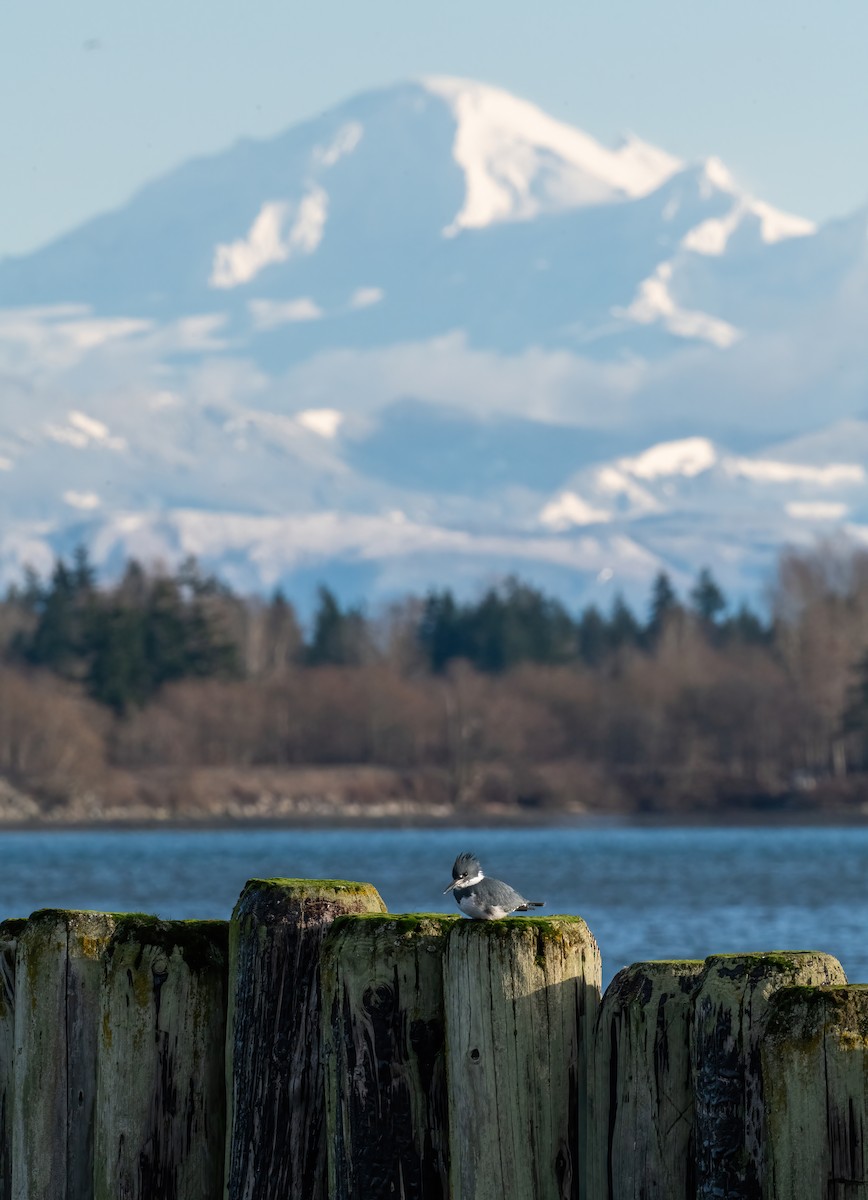 Belted Kingfisher - ML647765159