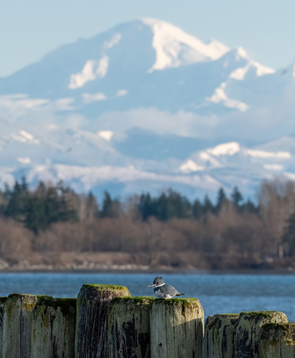 Belted Kingfisher - ML647765160