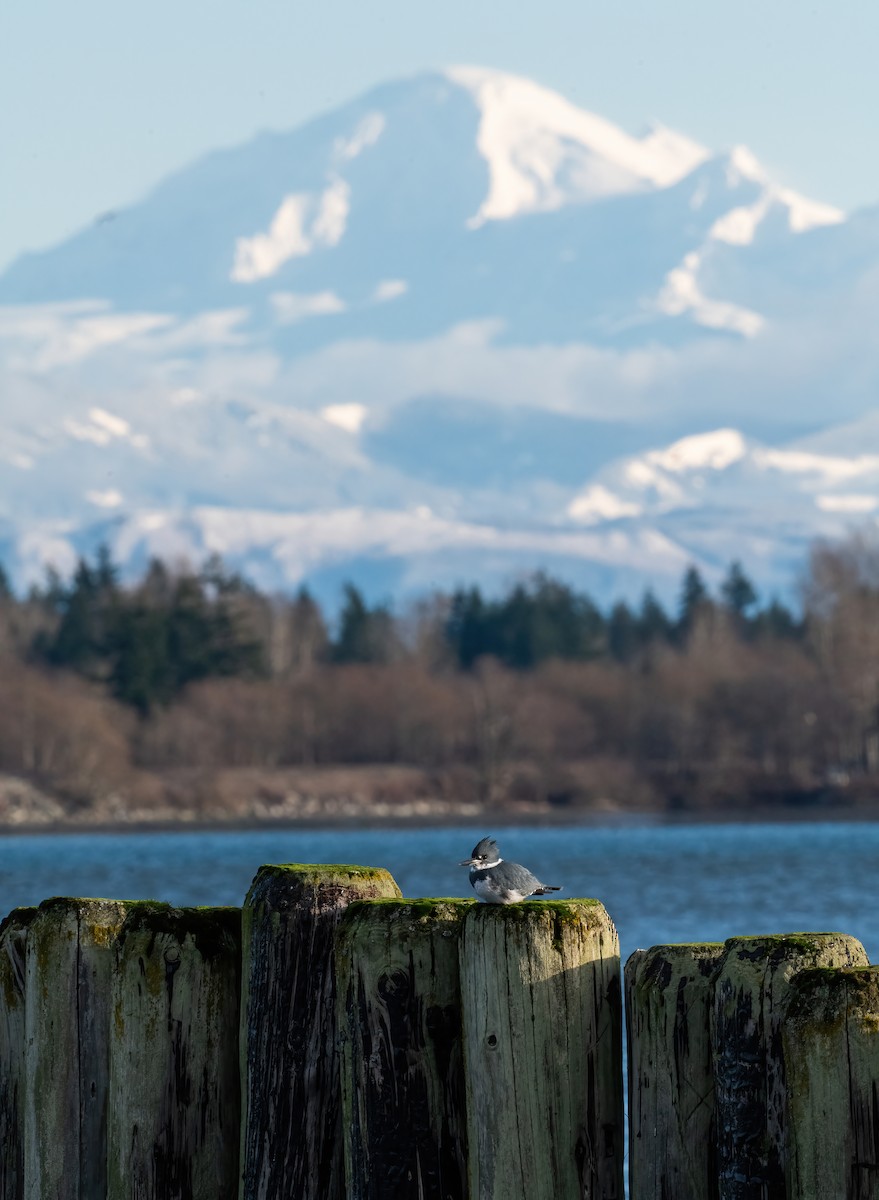 Belted Kingfisher - ML647765161