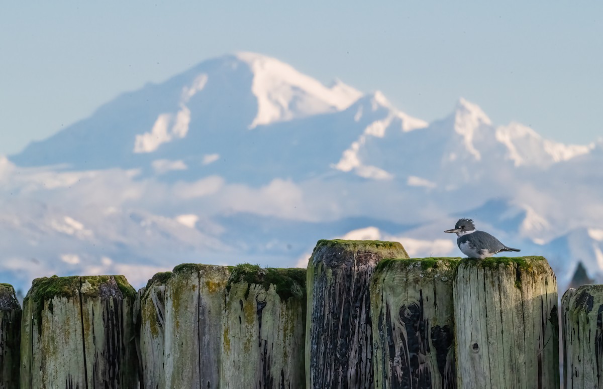 Belted Kingfisher - ML647765163