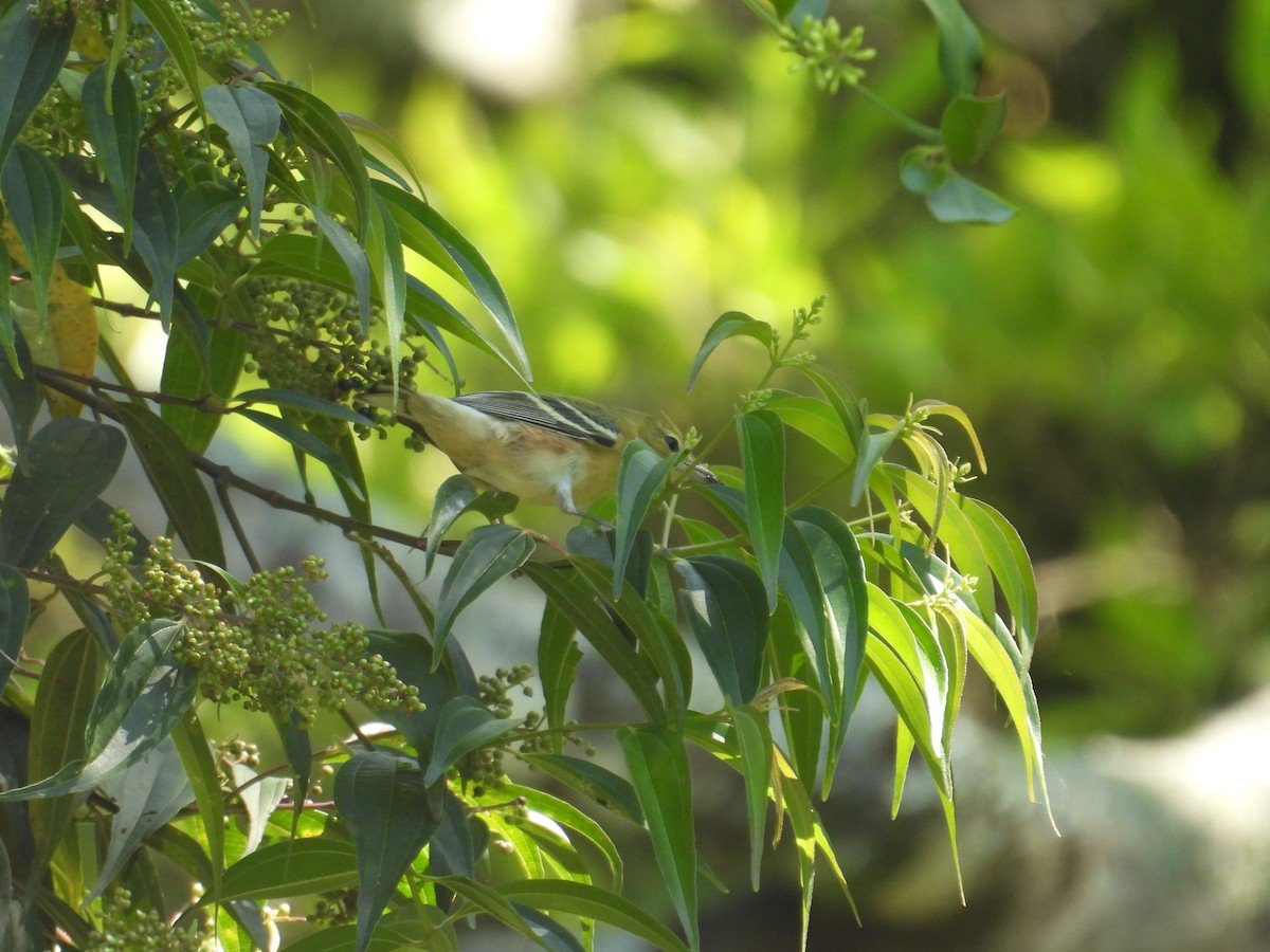 Bay-breasted Warbler - ML647765179
