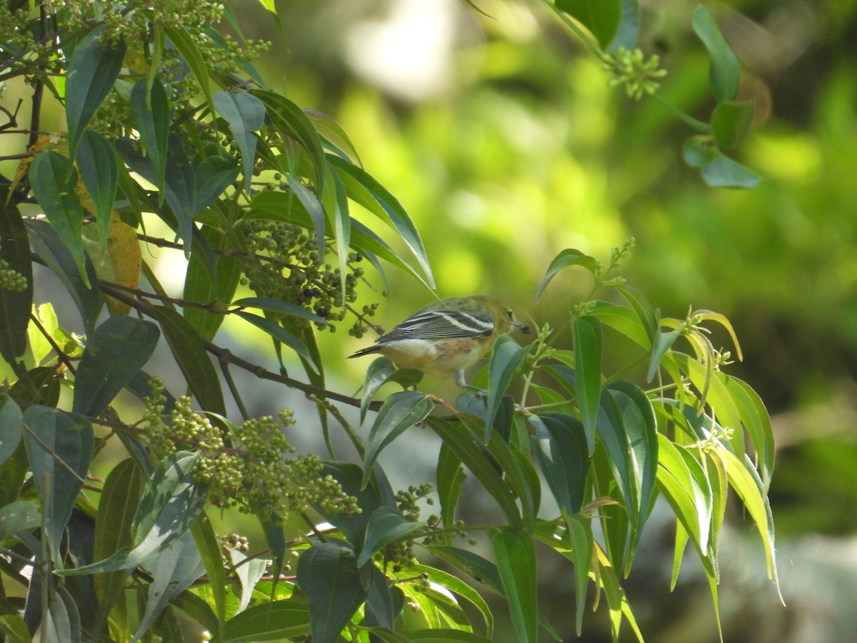 Пісняр-лісовик каштановий - ML647765180