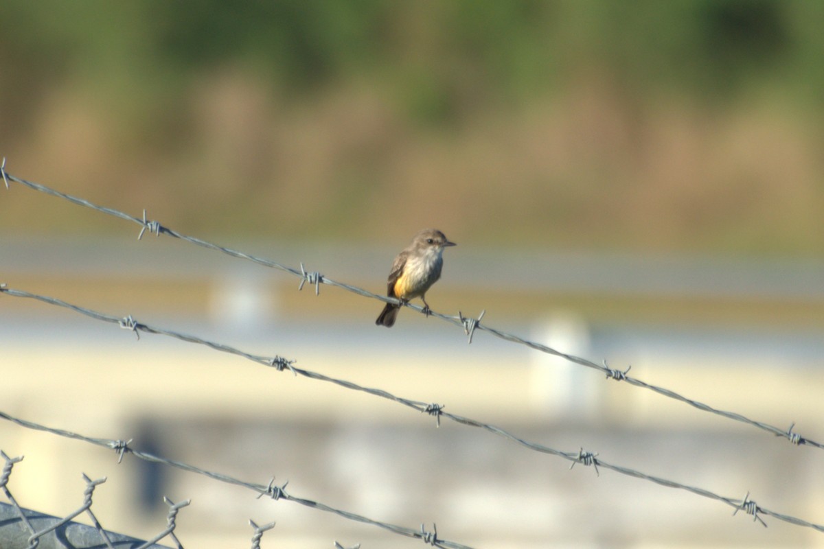 Vermilion Flycatcher - ML647765184