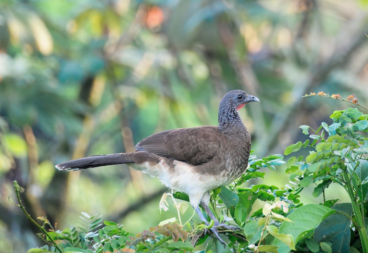 White-bellied Chachalaca - ML647765185