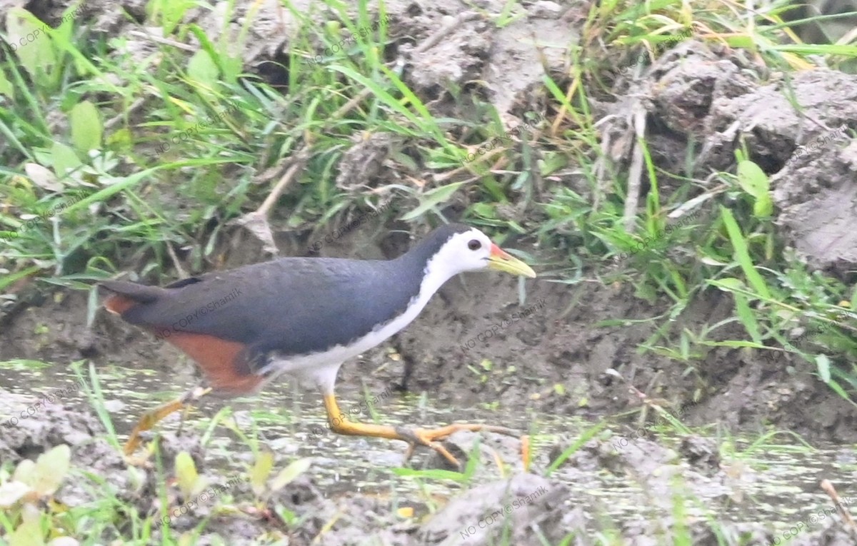 White-breasted Waterhen - ML647765187