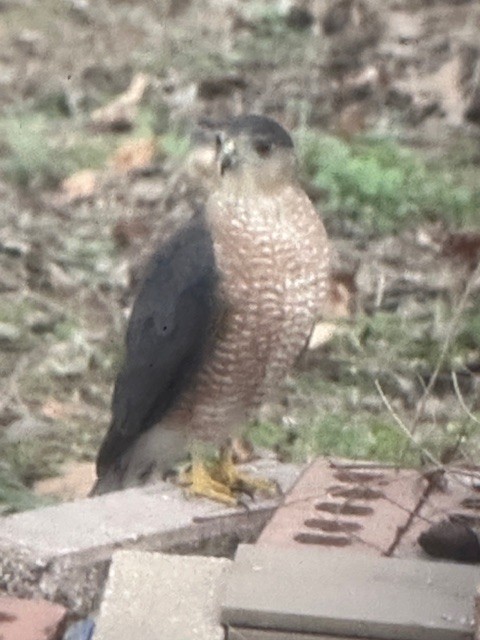 Cooper's Hawk - ML647765189