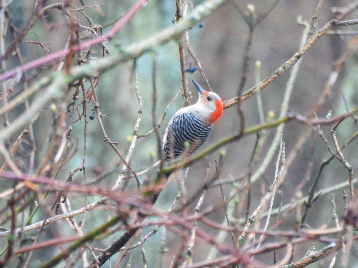 Red-bellied Woodpecker - ML647765190
