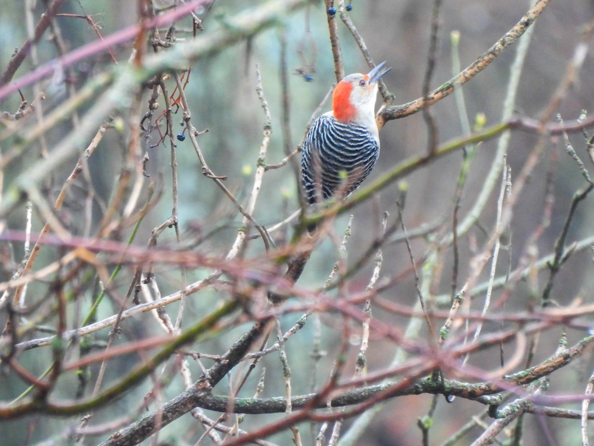 Red-bellied Woodpecker - ML647765191