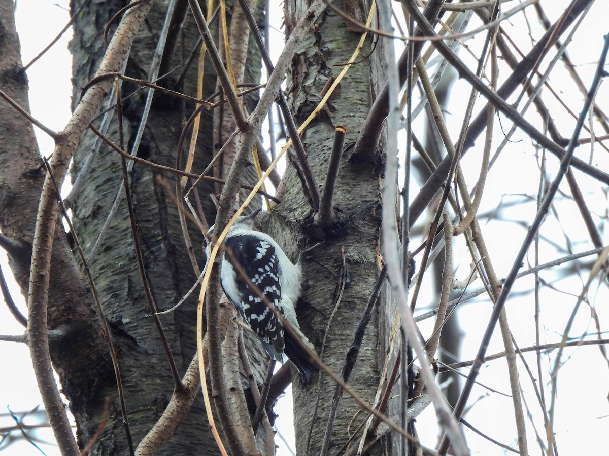 Downy Woodpecker - ML647765193