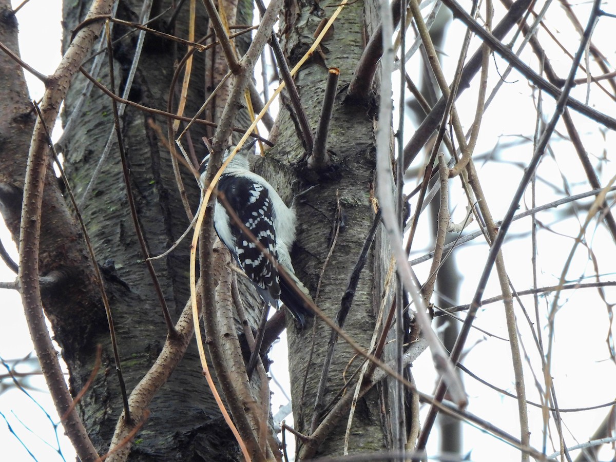 Downy Woodpecker - ML647765194