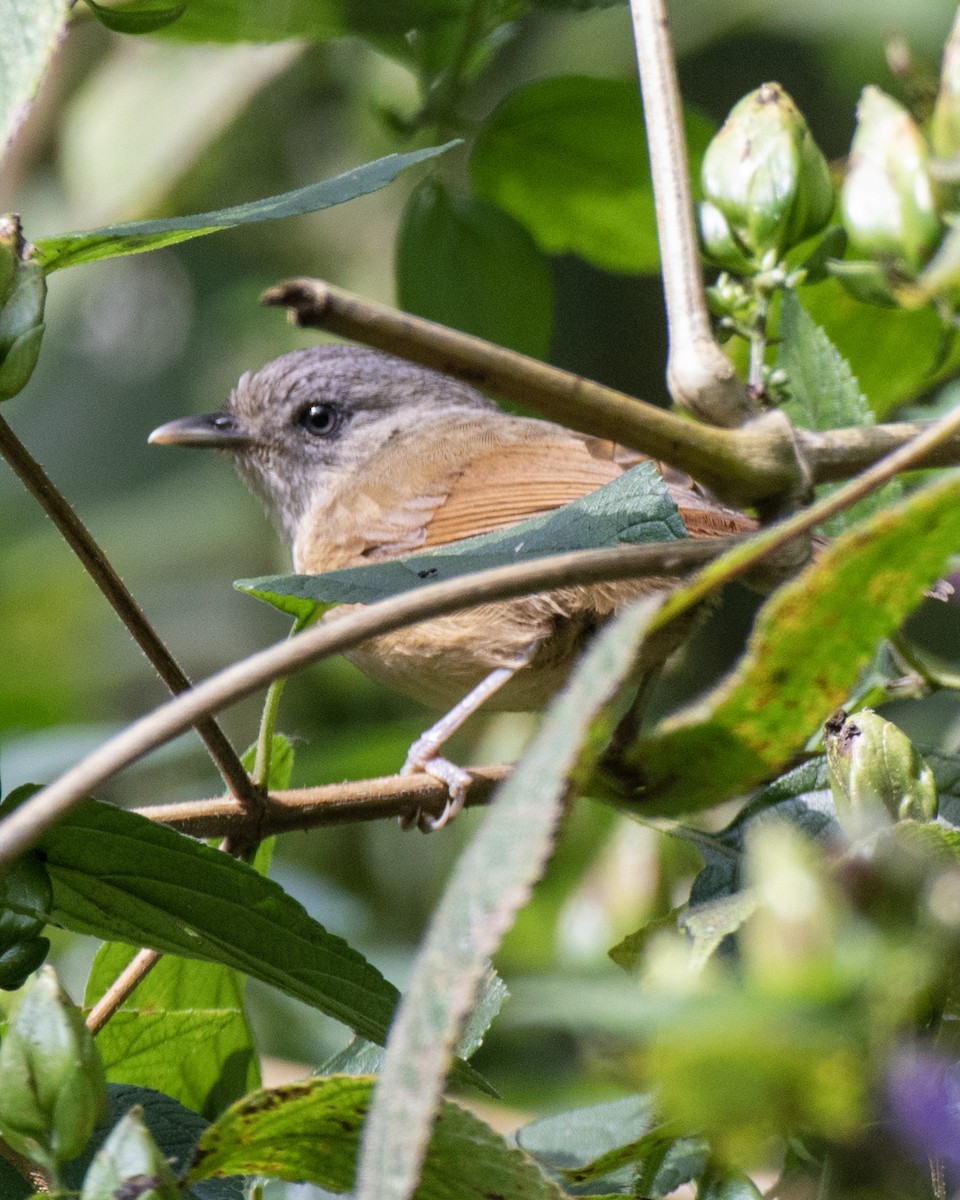 Brown-cheeked Fulvetta - ML647765196
