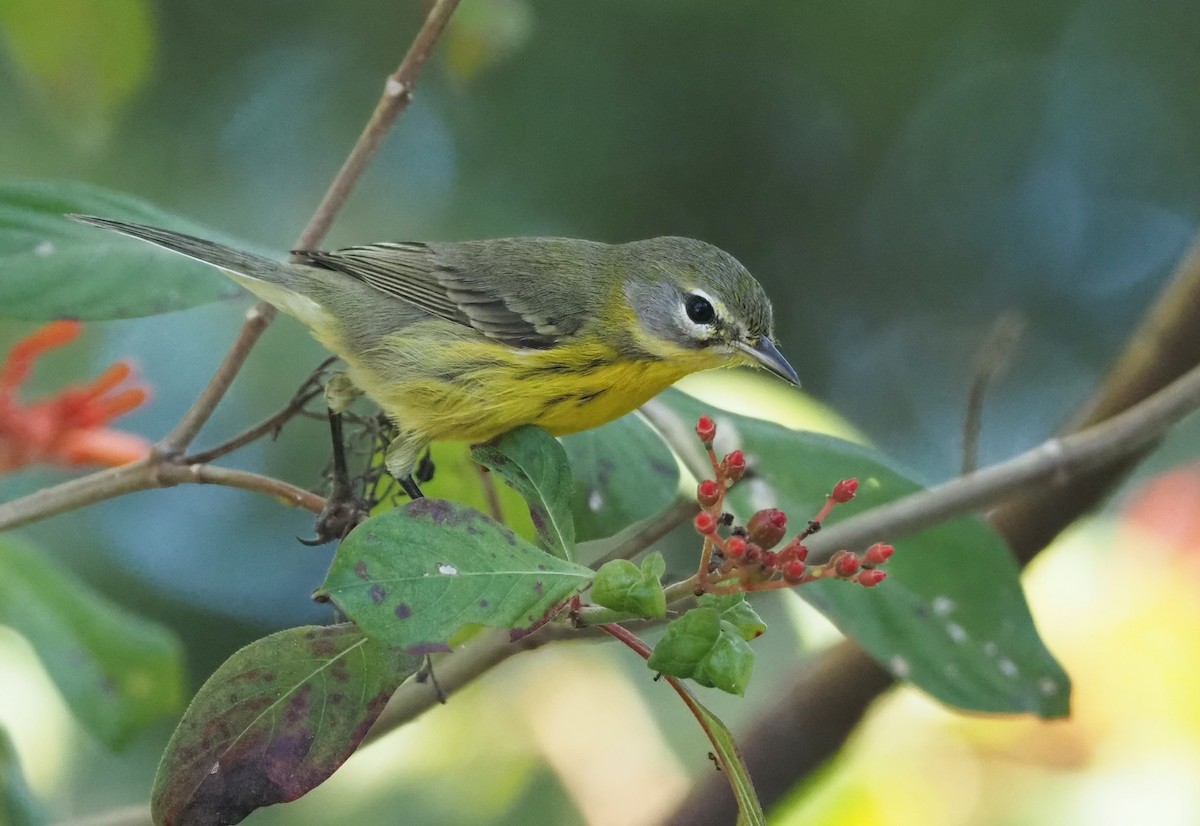 Prairie Warbler - ML647765197