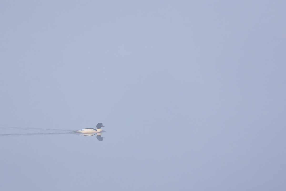 Common Merganser (Eurasian) - ML647765203