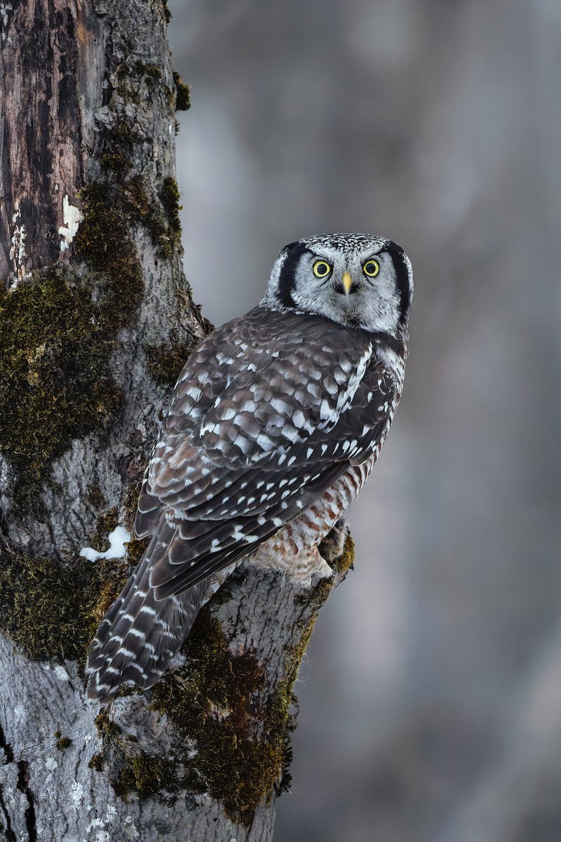 Northern Hawk Owl - ML647765204