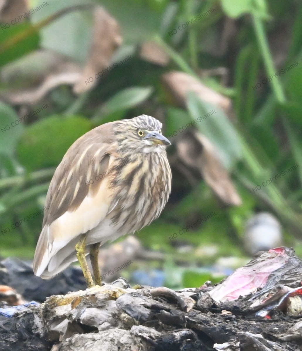 Indian Pond-Heron - ML647765207