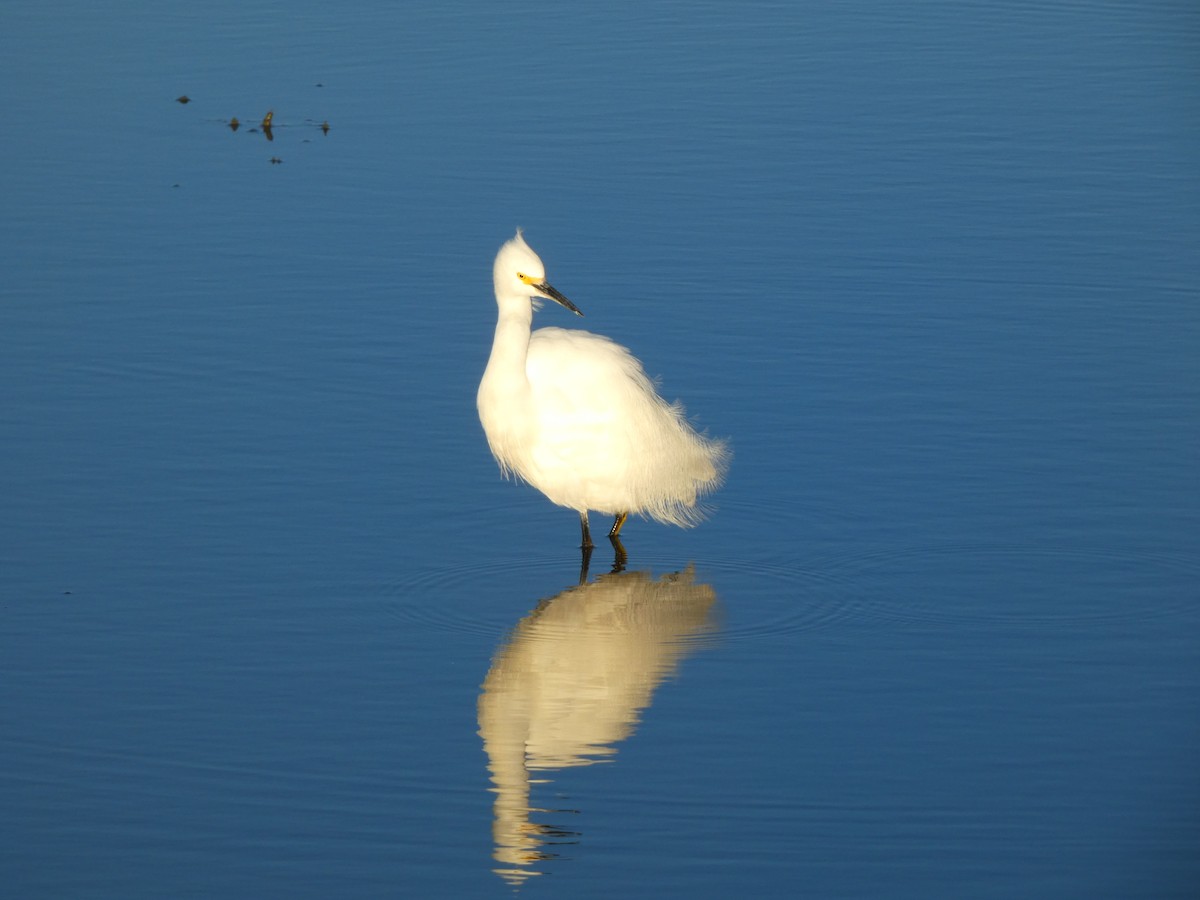 Snowy Egret - ML647765208