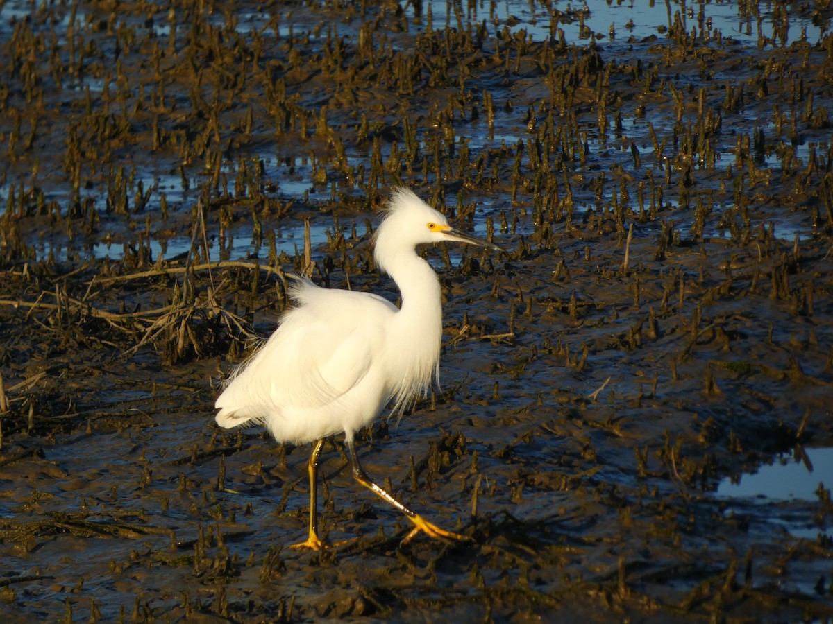 Snowy Egret - ML647765209