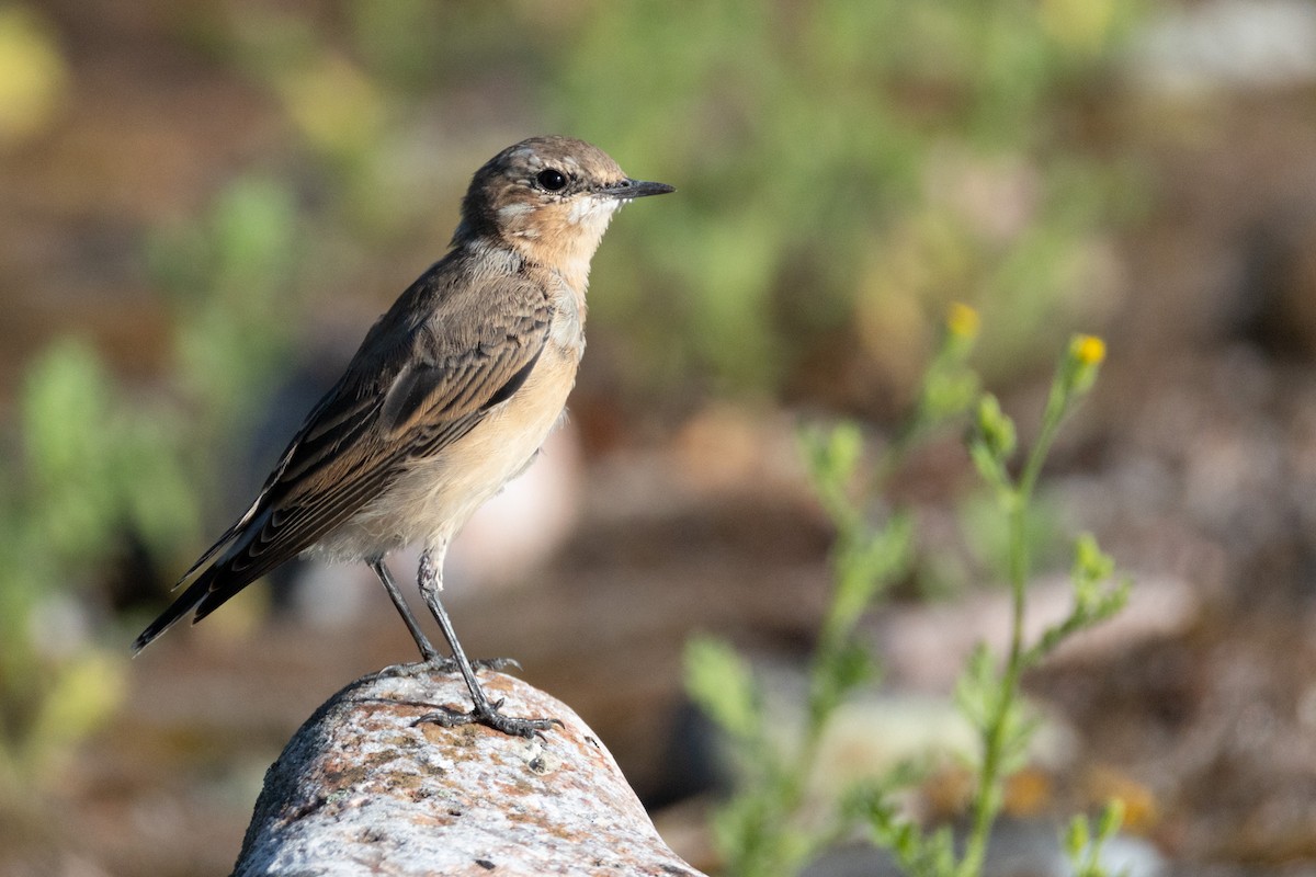 Northern Wheatear - ML647765210