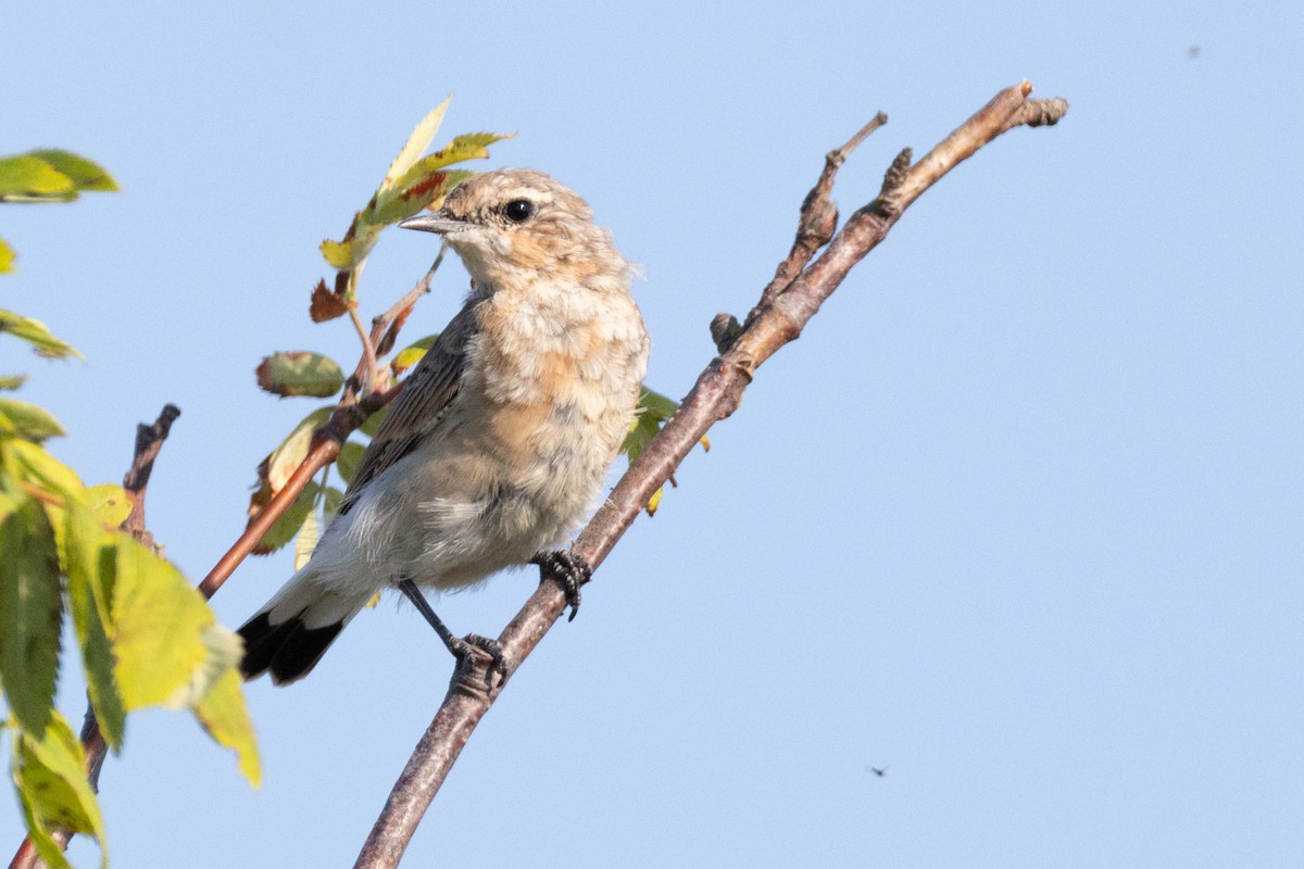 Northern Wheatear - ML647765211