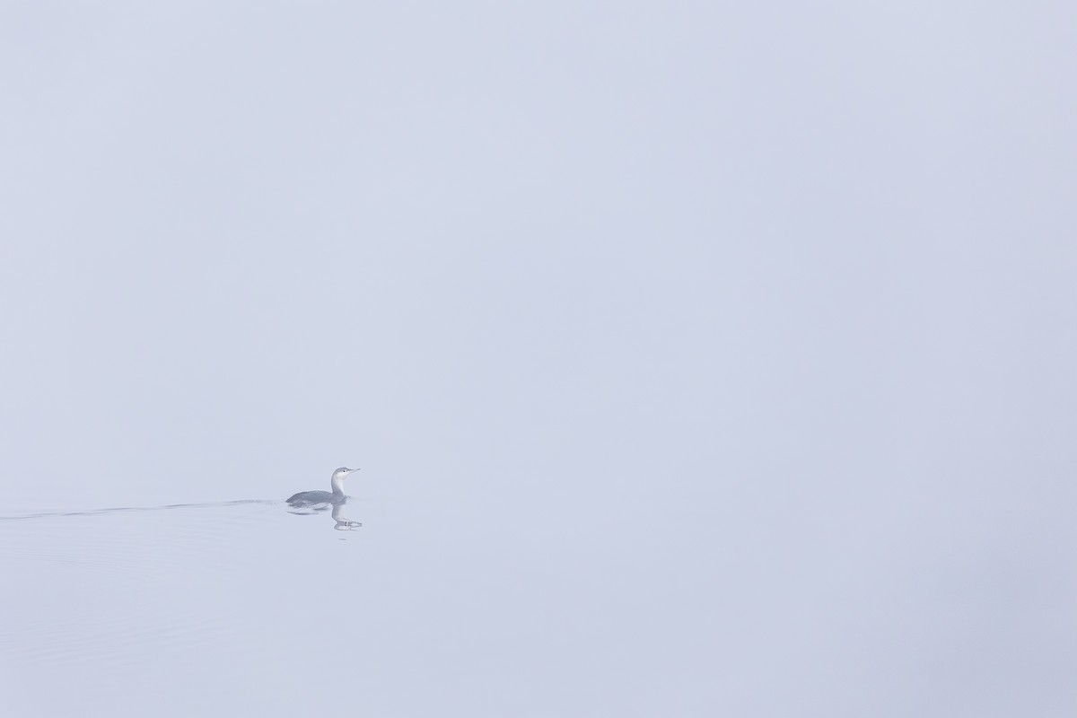 Red-throated Loon - ML647765213