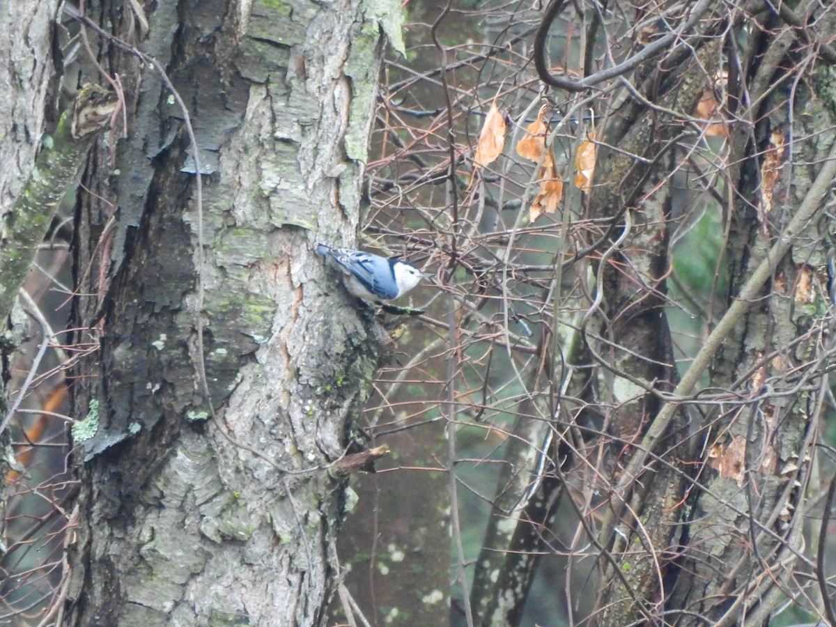 White-breasted Nuthatch - ML647765216