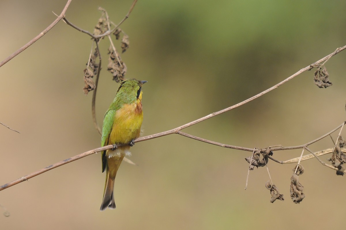 Little Bee-eater - ML647765224