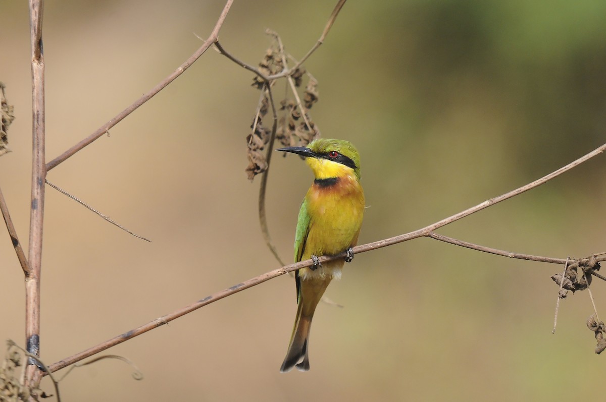 Little Bee-eater - ML647765225
