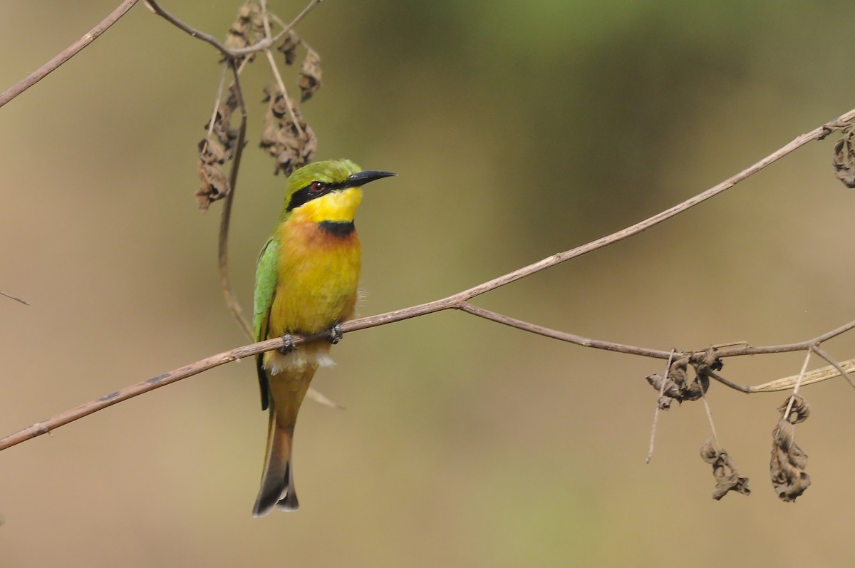Little Bee-eater - ML647765226