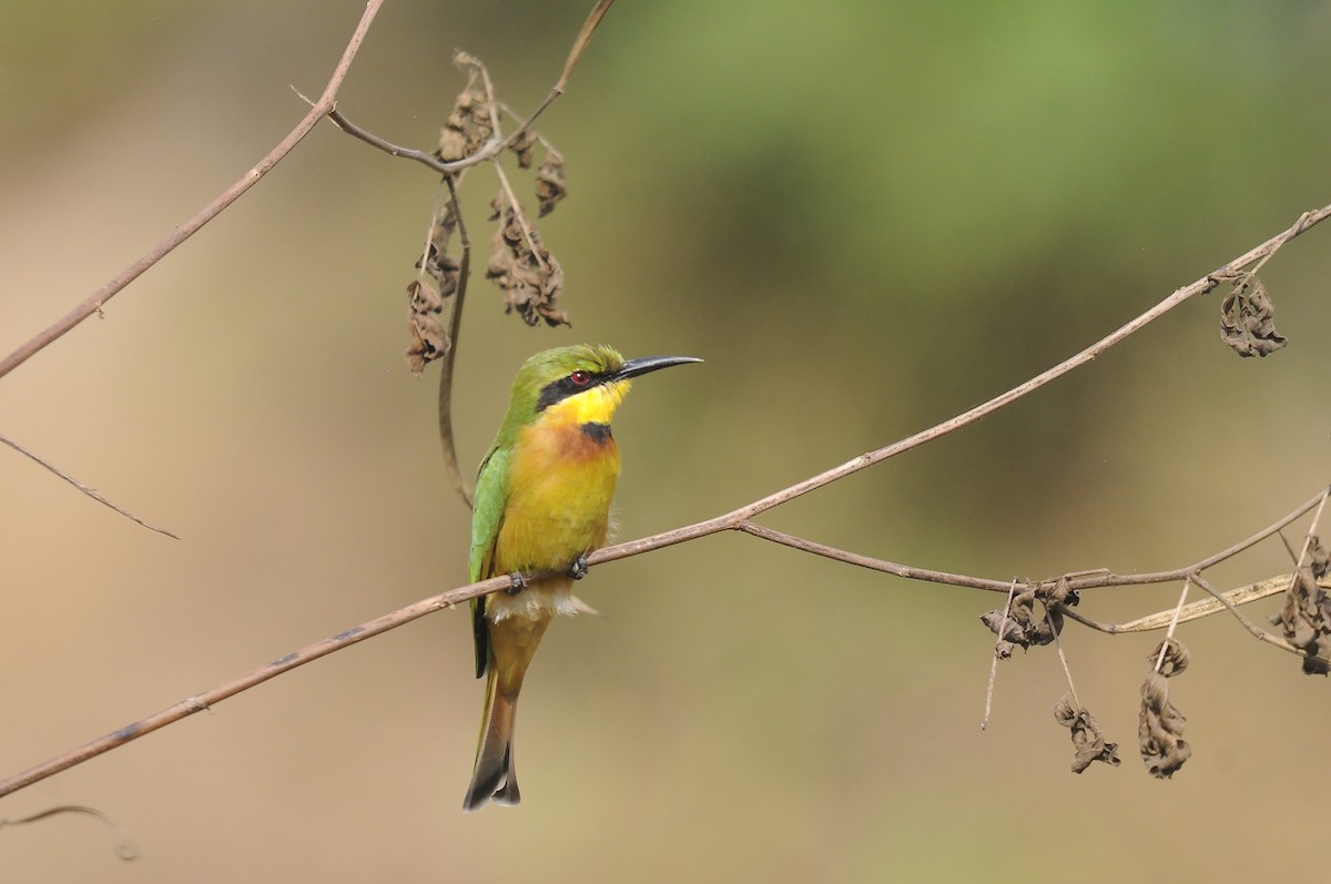 Little Bee-eater - ML647765227