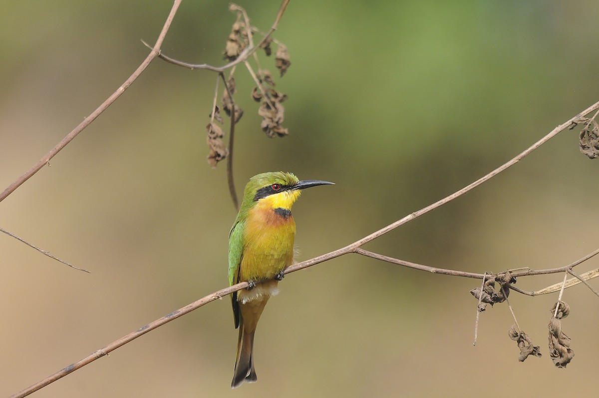 Little Bee-eater - ML647765228