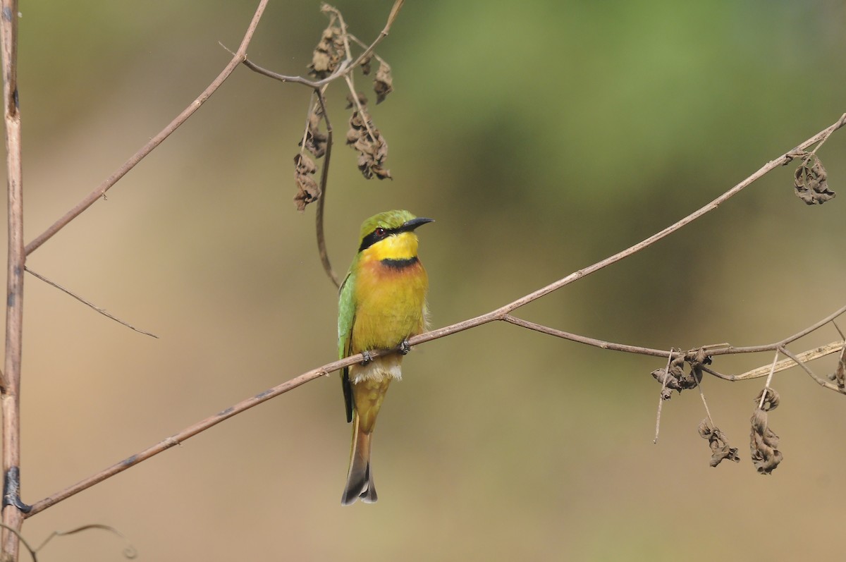 Little Bee-eater - ML647765229