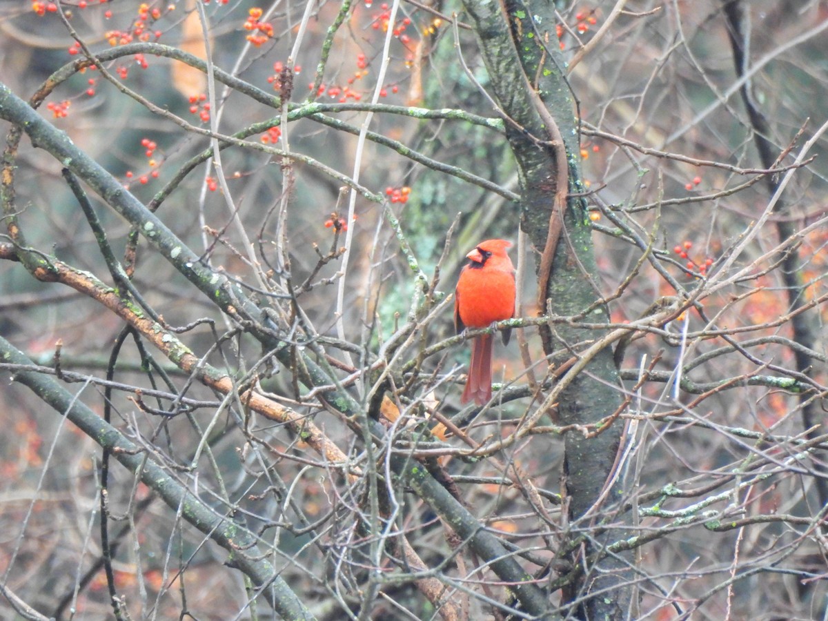 Northern Cardinal - ML647765232