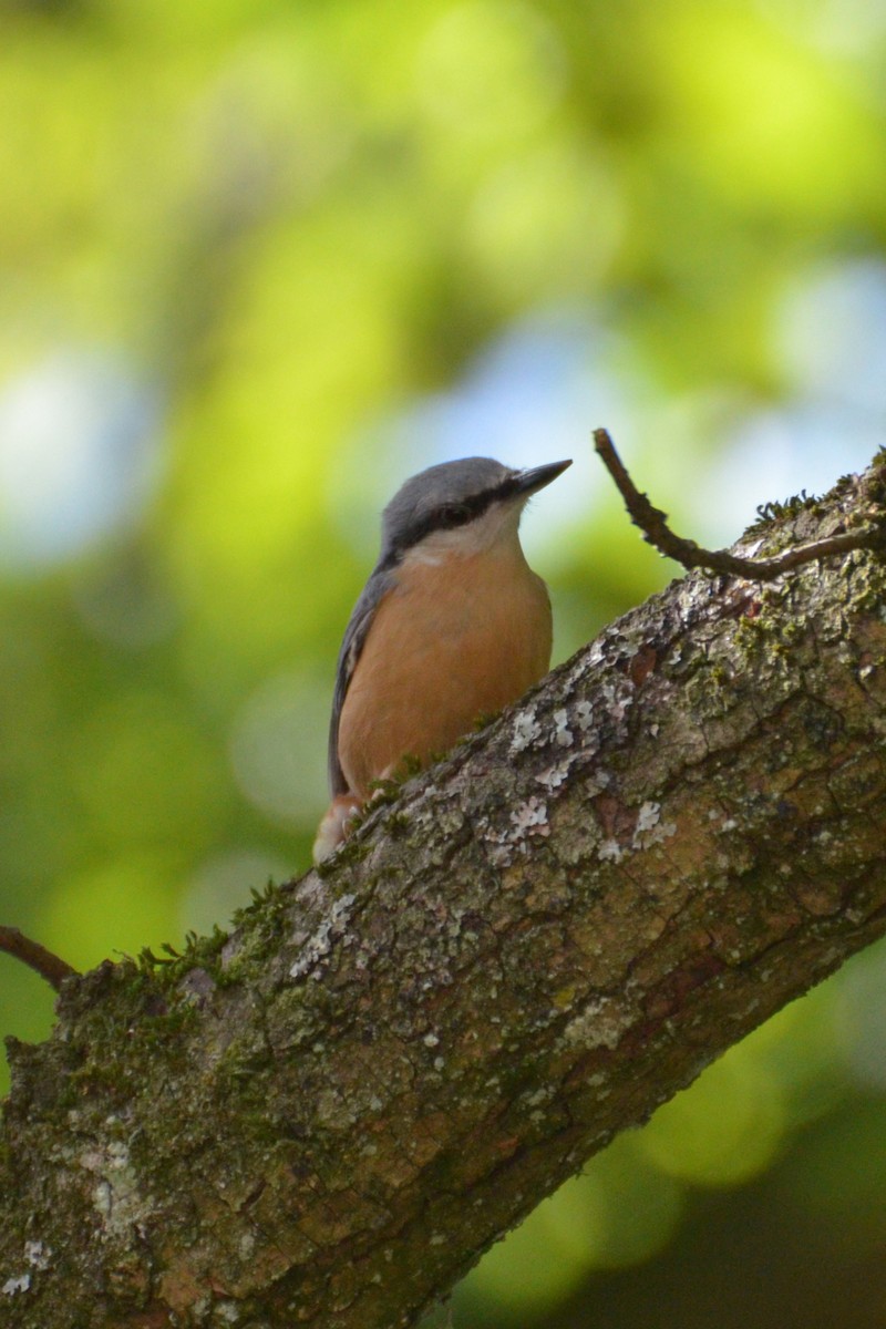 Garrapo eurasiarra - ML647765238