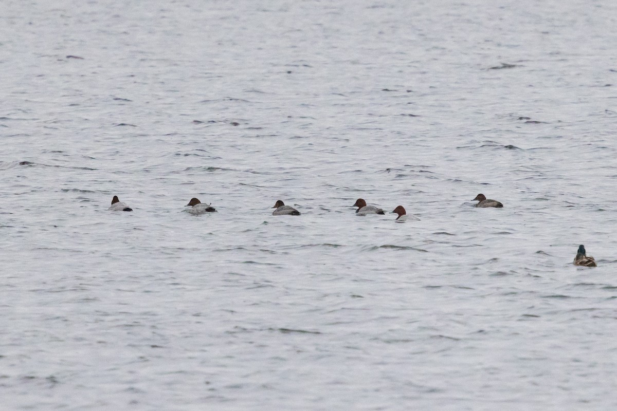 Common Pochard - ML647765252
