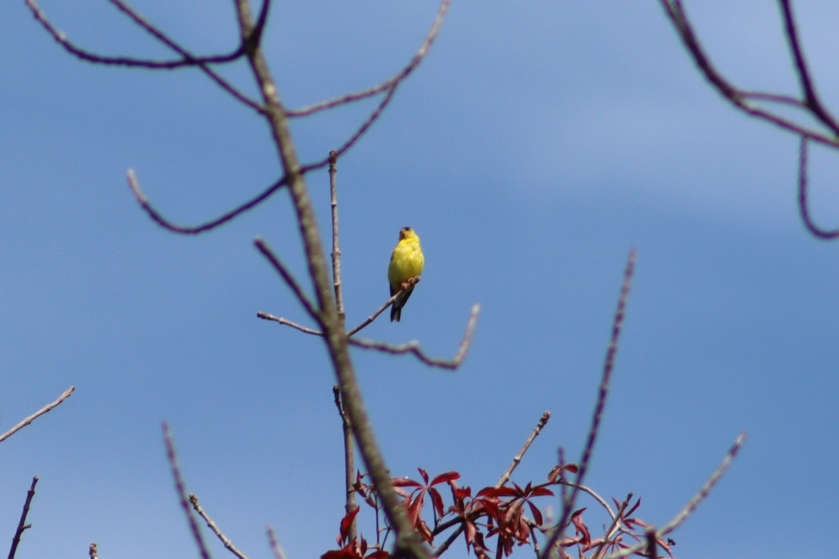 Чиж золотий - ML647765257