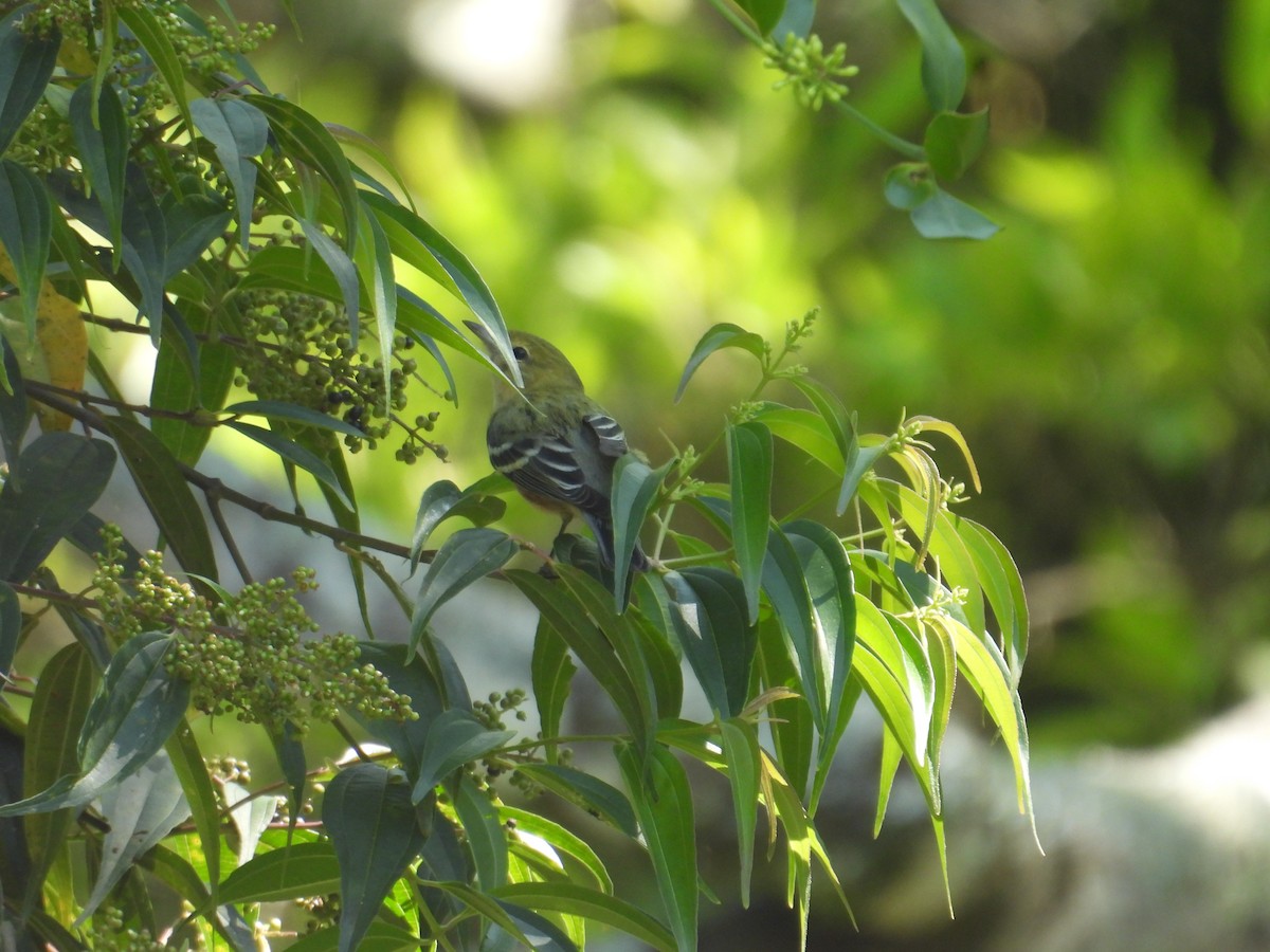 Пісняр-лісовик каштановий - ML647765260