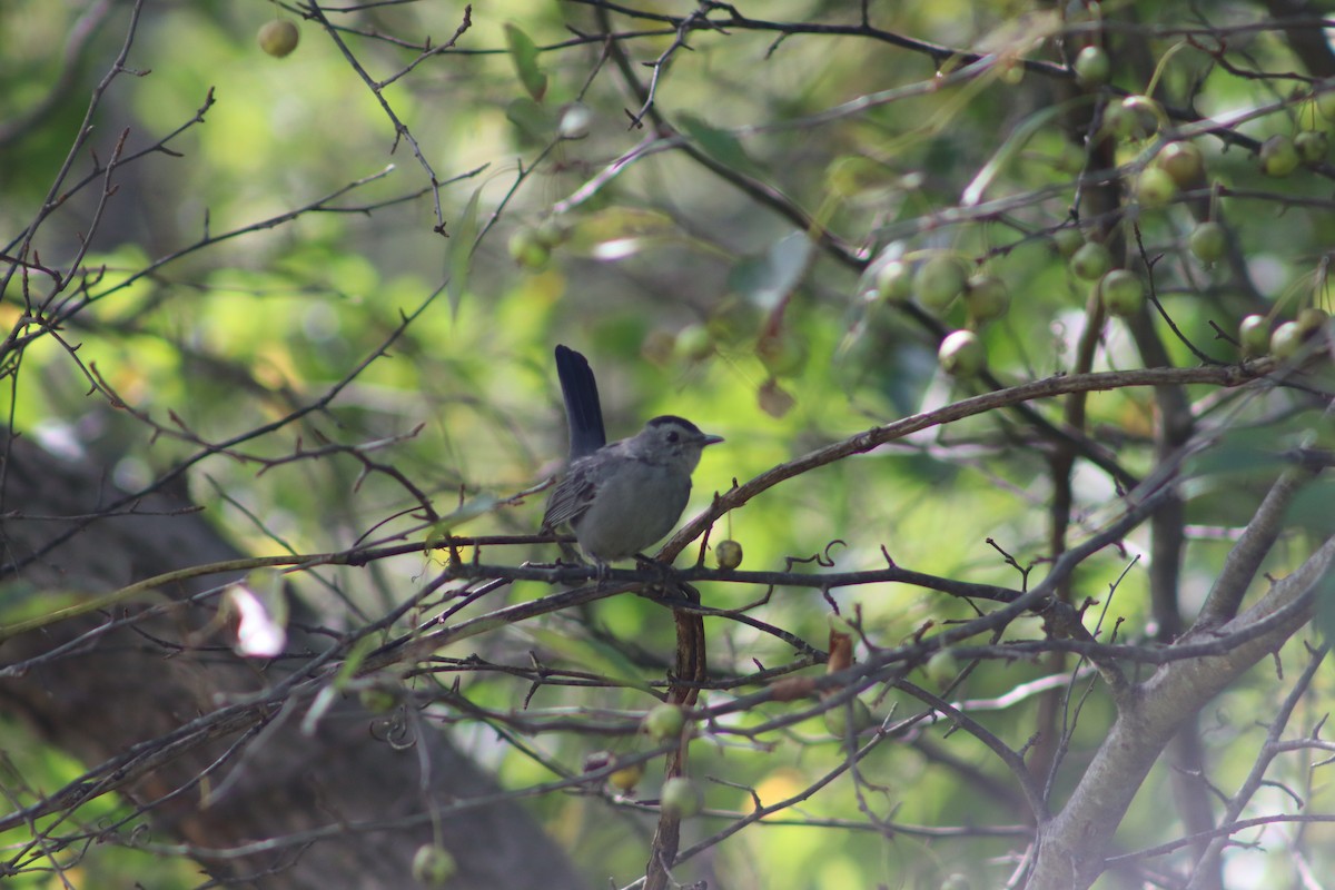 Пересмішник сірий - ML647765262
