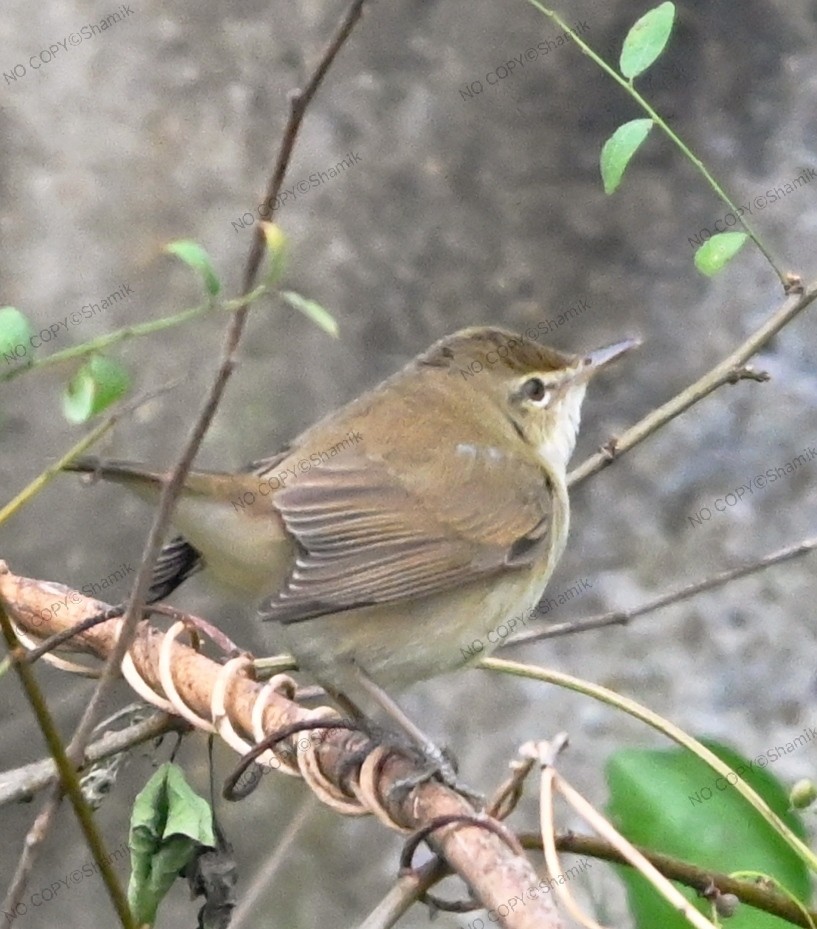Prinia Sencilla - ML647765323