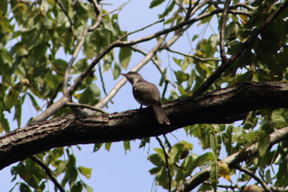 Кукліло північний - ML647765328