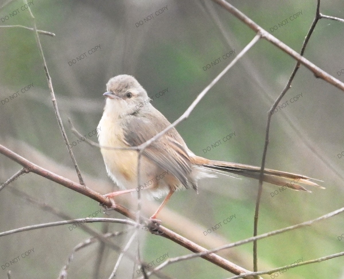 Prinia Sencilla - ML647765351