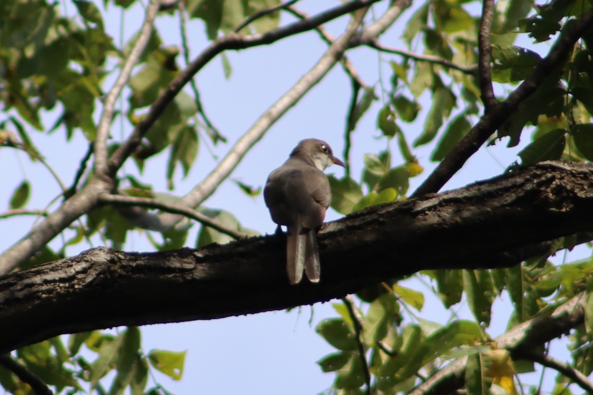Кукліло північний - ML647765370
