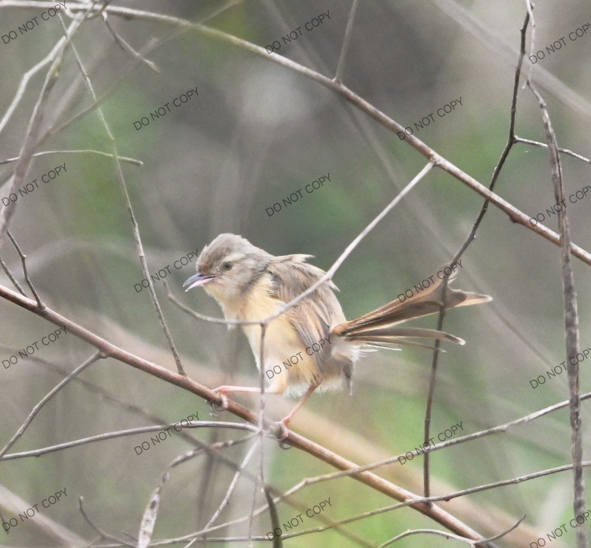 Prinia Sencilla - ML647765373