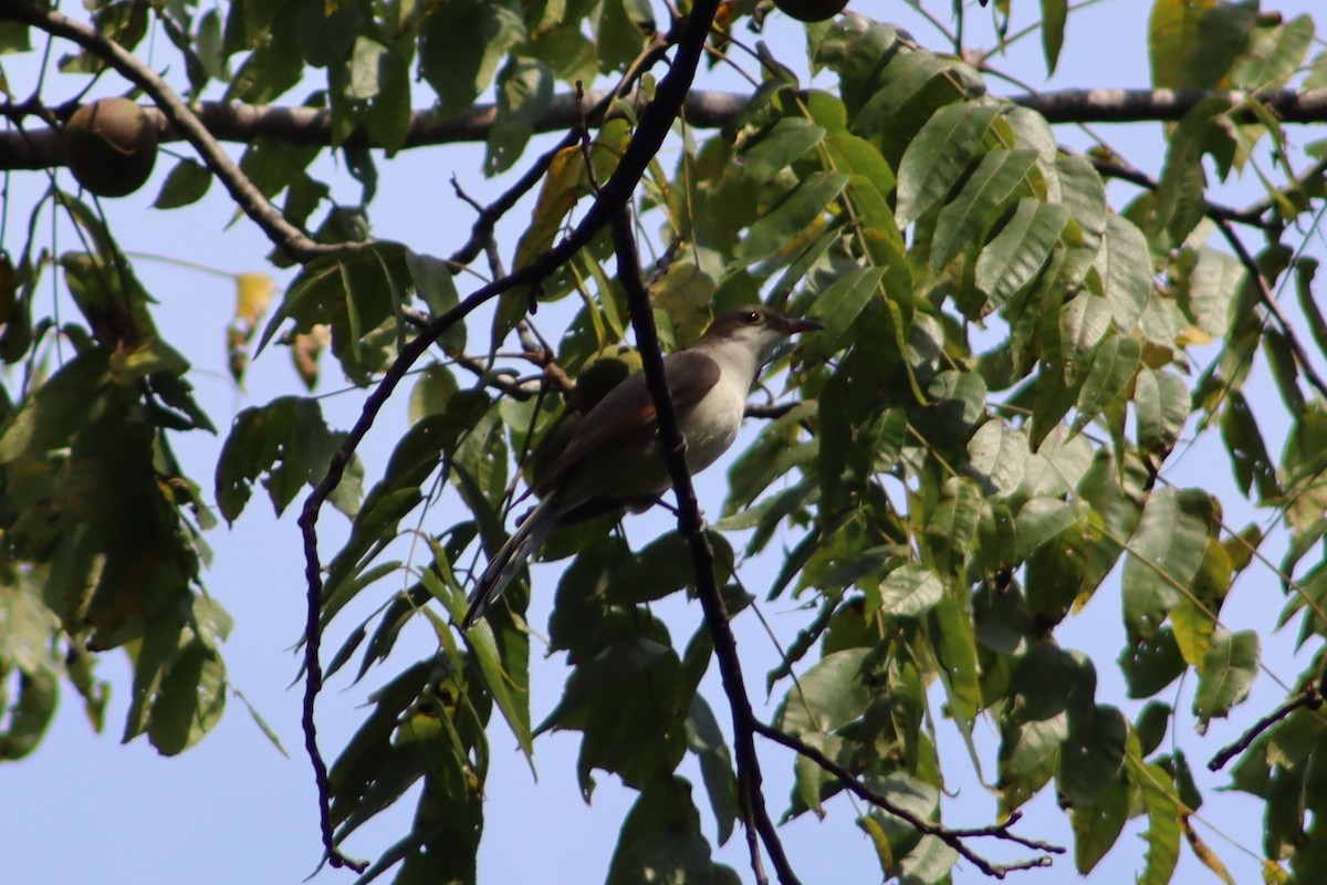 Кукліло північний - ML647765384