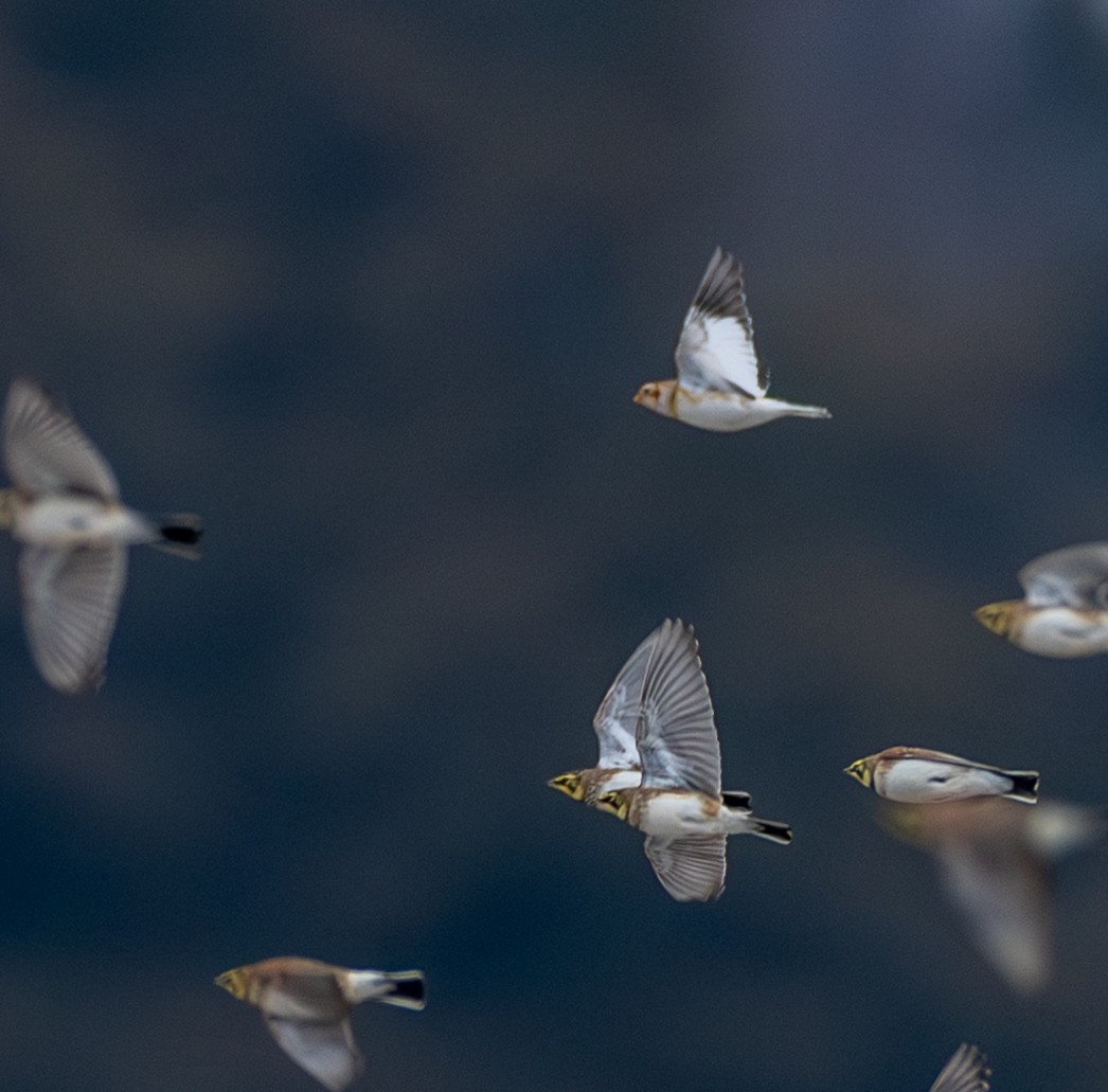 Пуночка снігова - ML647765409