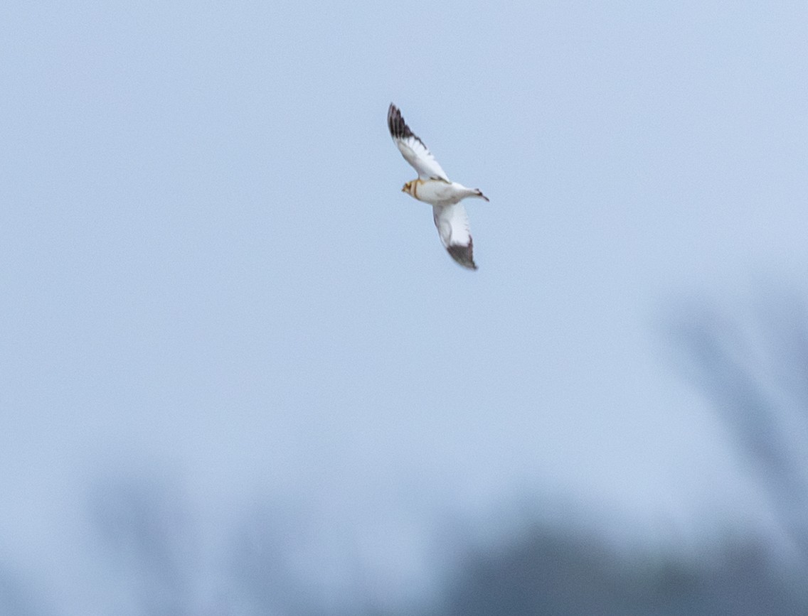 Пуночка снігова - ML647765420